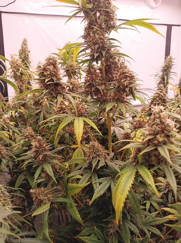 Growreport Bild 7