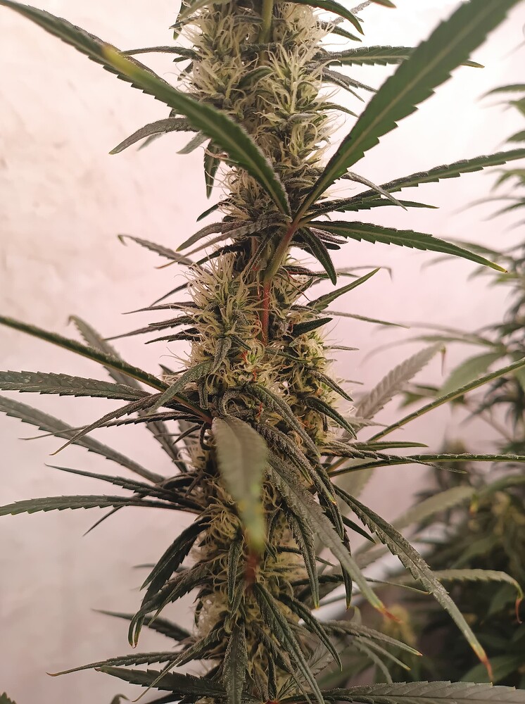 Growreport Bild 12
