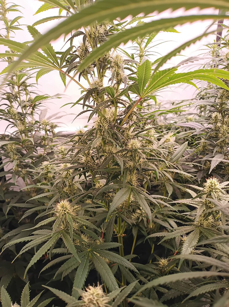 Growreport Bild 26