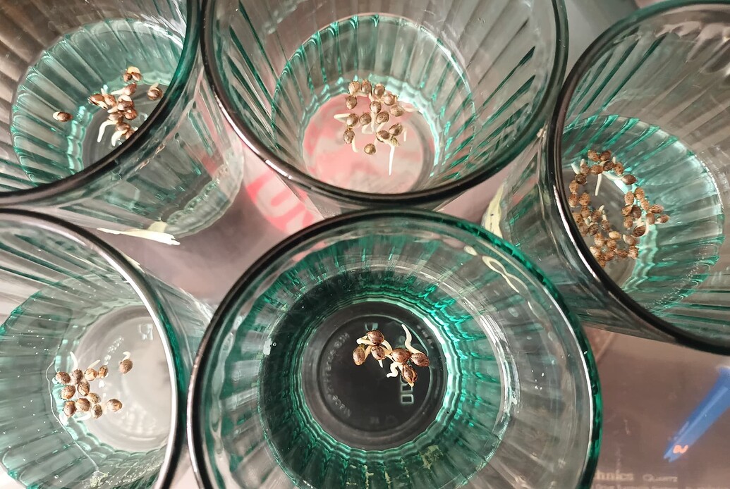 Growreport Bild 30