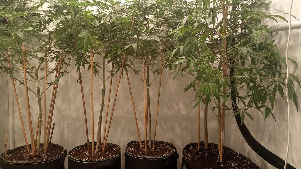 Growreport Bild 1
