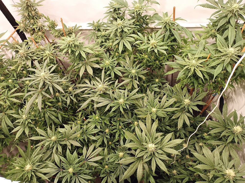 Growreport Bild 77