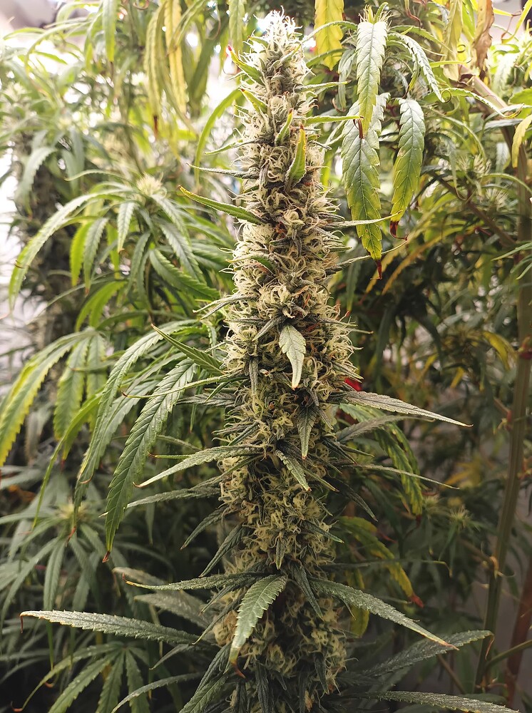 Growreport Bild 9
