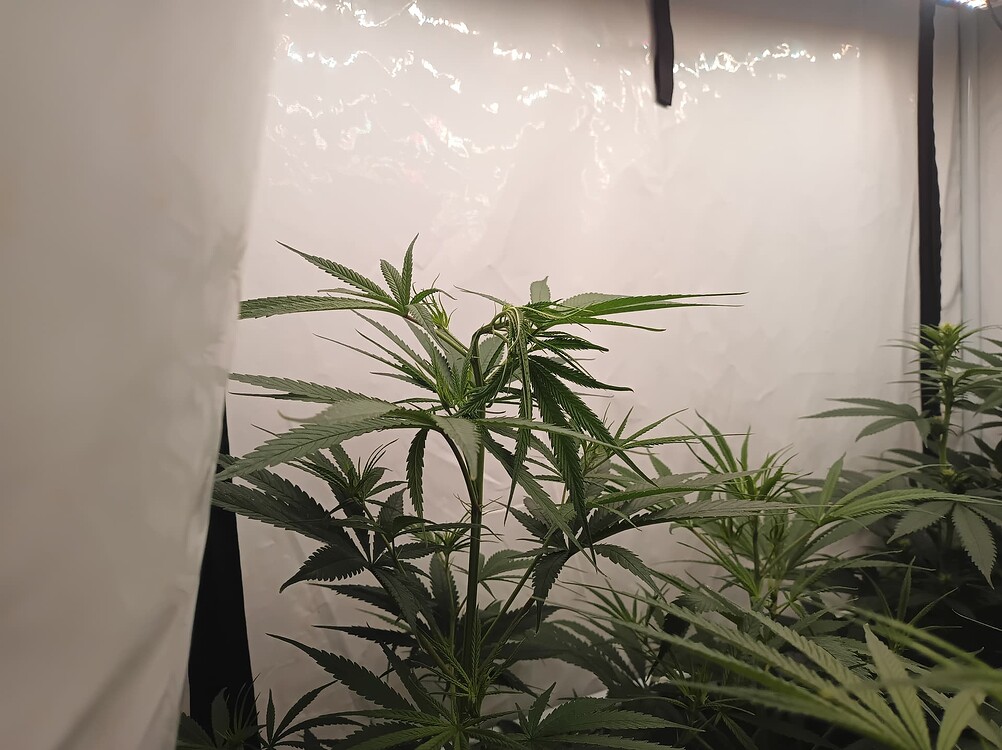 Growreport Bild 2
