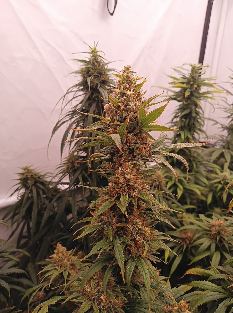 Growreport Bild 16