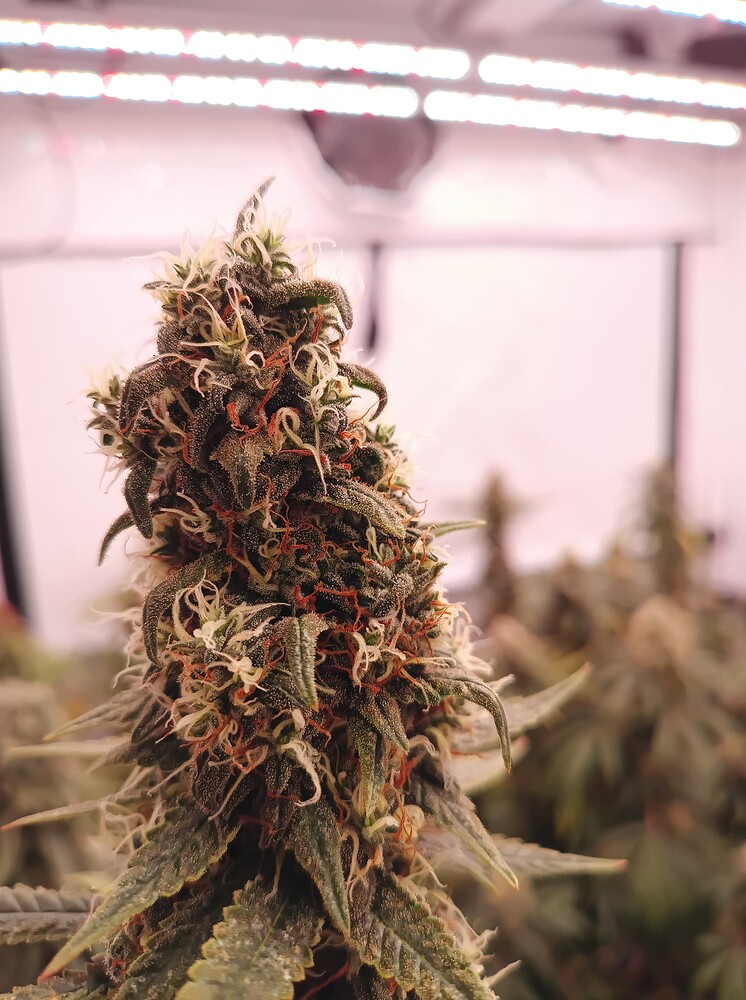 Growreport Bild 3