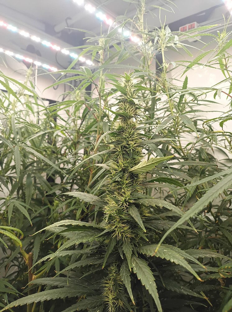 Growreport Bild 9
