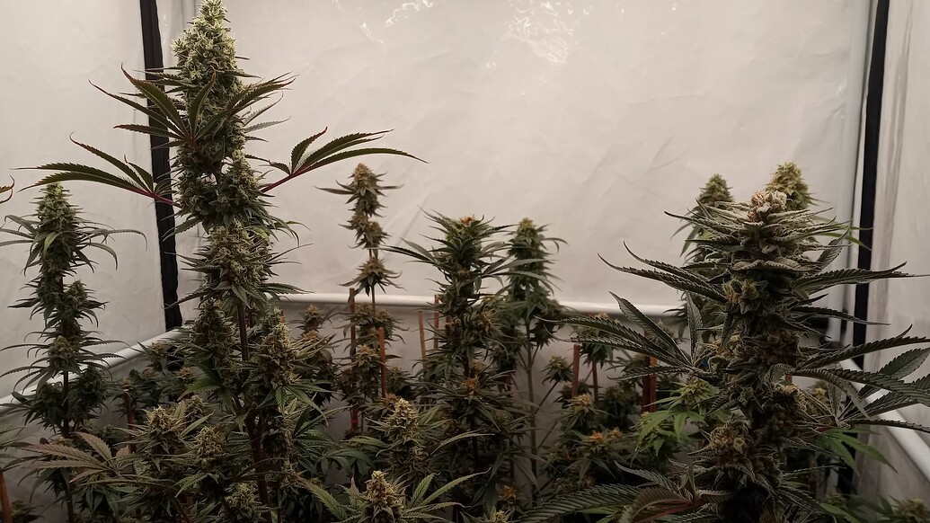 Growreport Bild 25