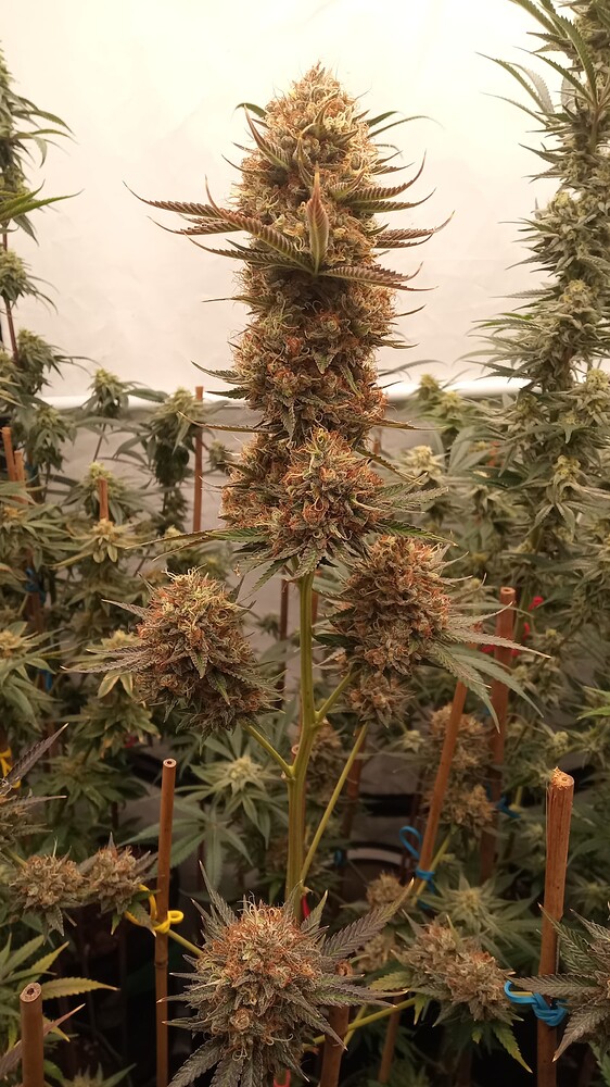 Nahaufnahme einer blühenden Cannabispflanze mit einem großen, dichten Haupt-Bud und mehreren kleineren Buds an den Seitentrieben, umgeben von weiteren Pflanzen in einem Grow-Zelt.
