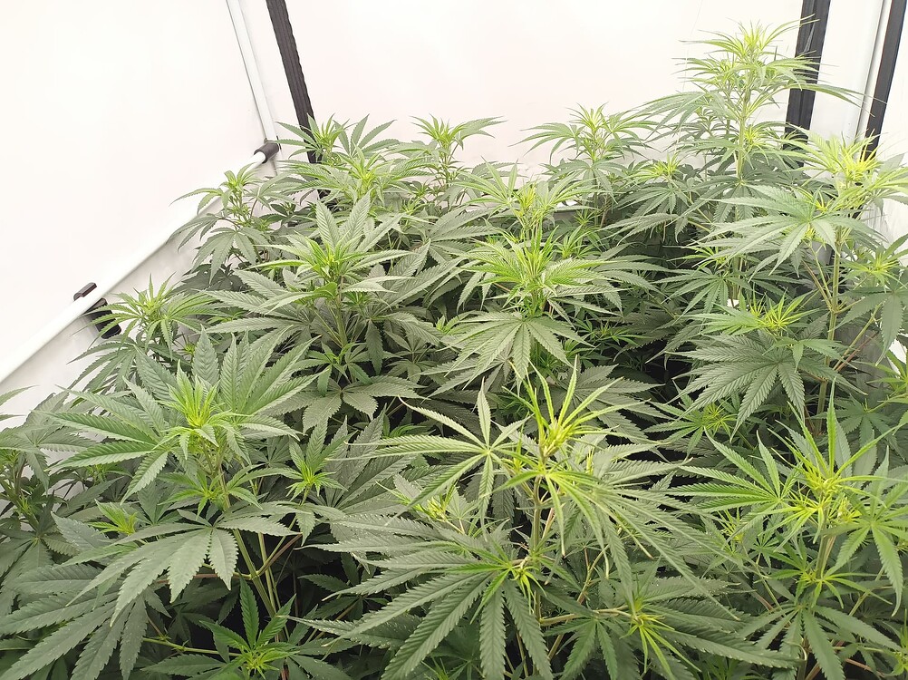Growreport Bild 3