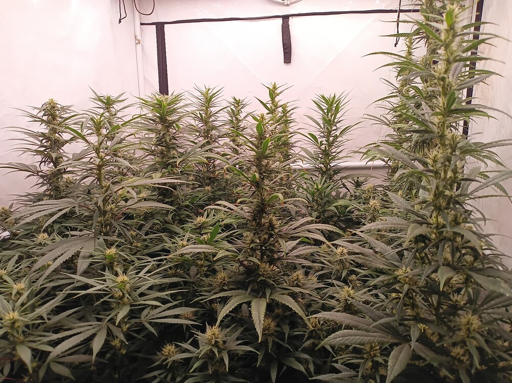 Growreport Bild 43
