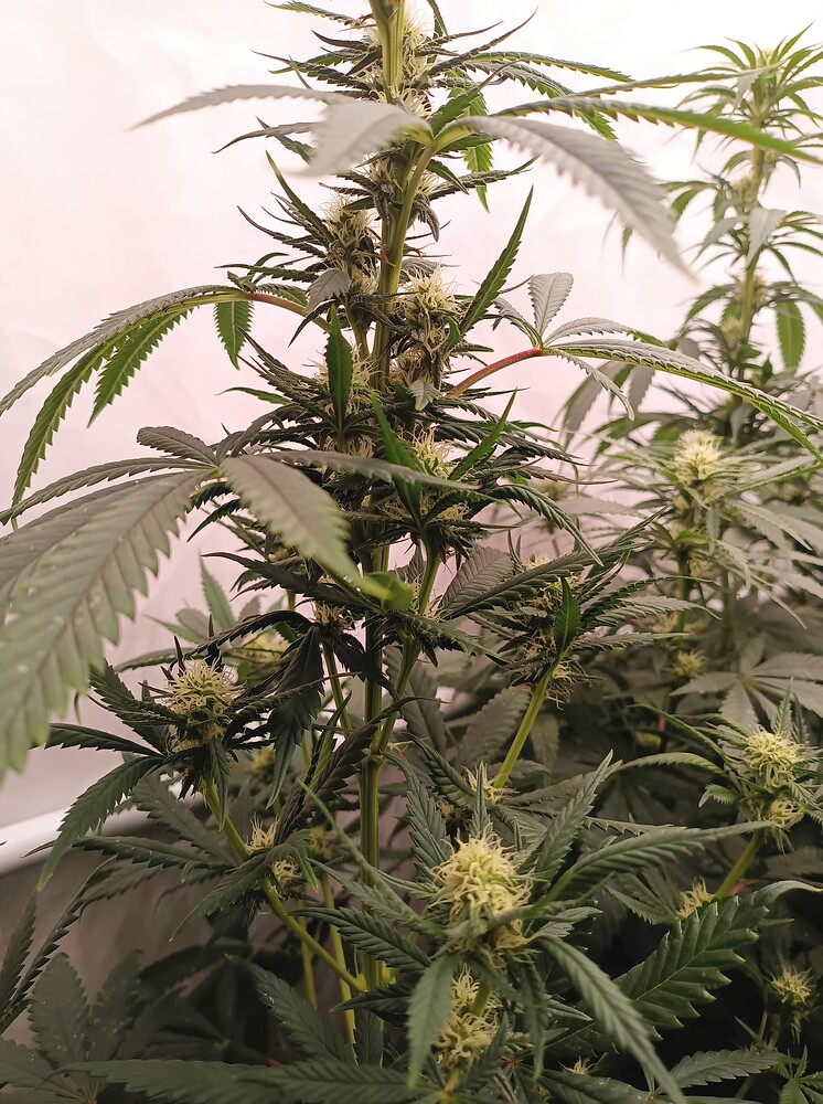 Growreport Bild 8