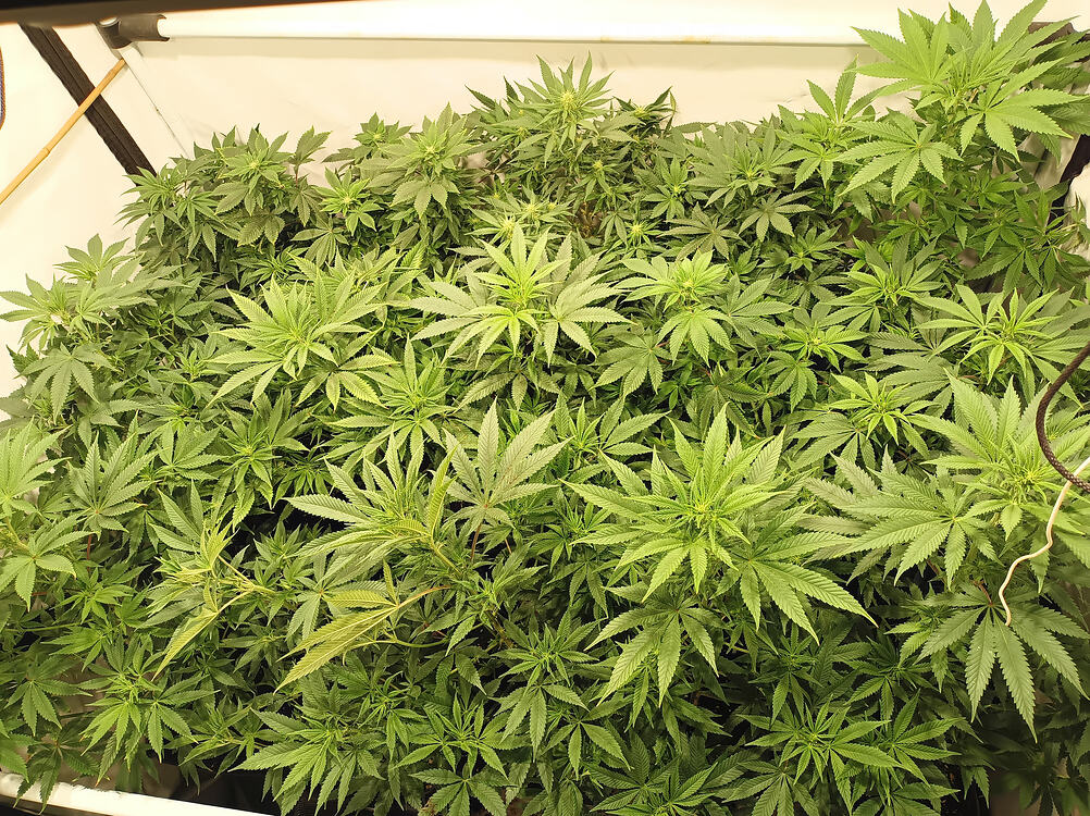 Growreport Bild 17