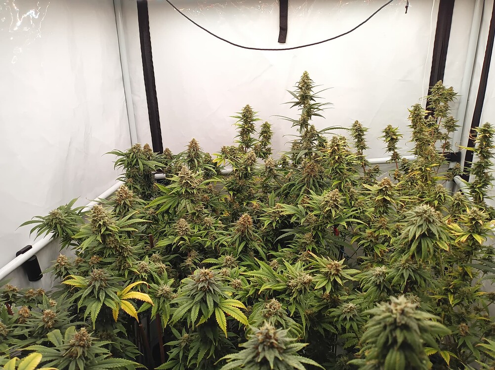Growreport Bild 2
