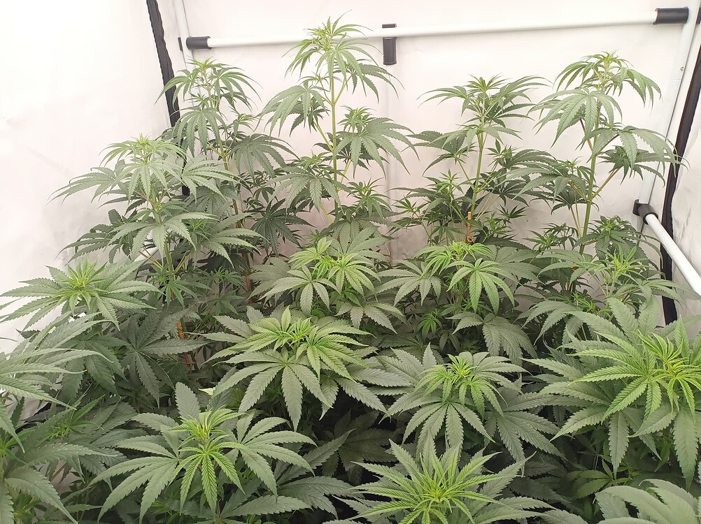 Growreport Bild 1