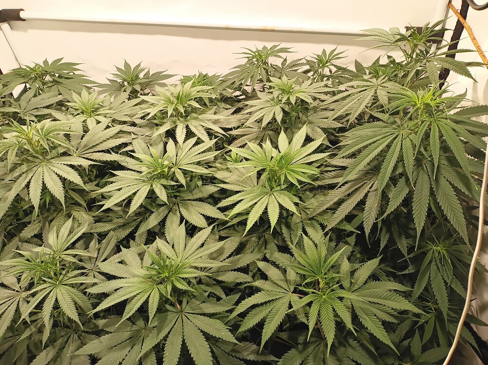Growreport Bild 13