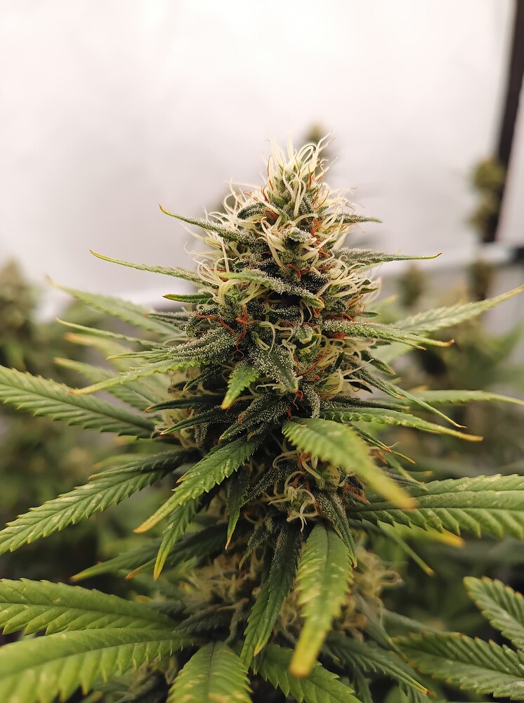 Growreport Bild 71
