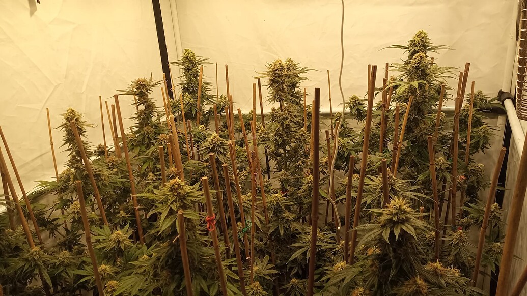Growreport Bild 17