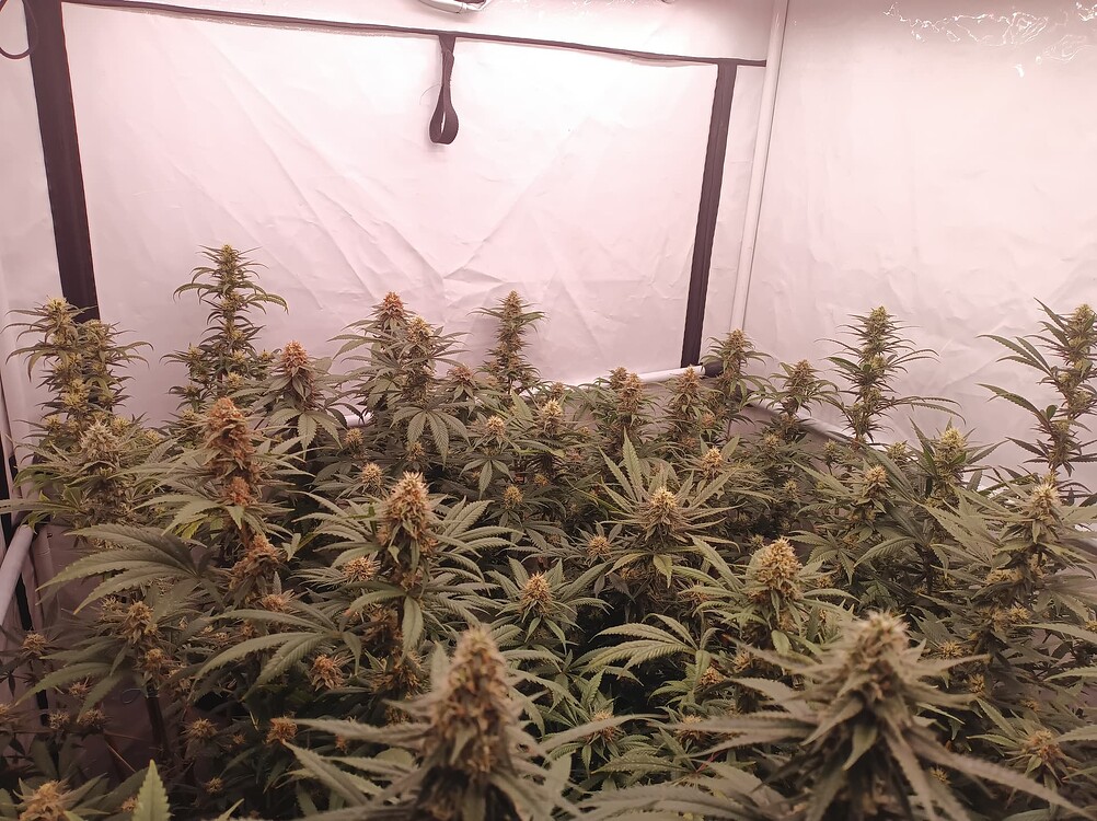 Growreport Bild 21