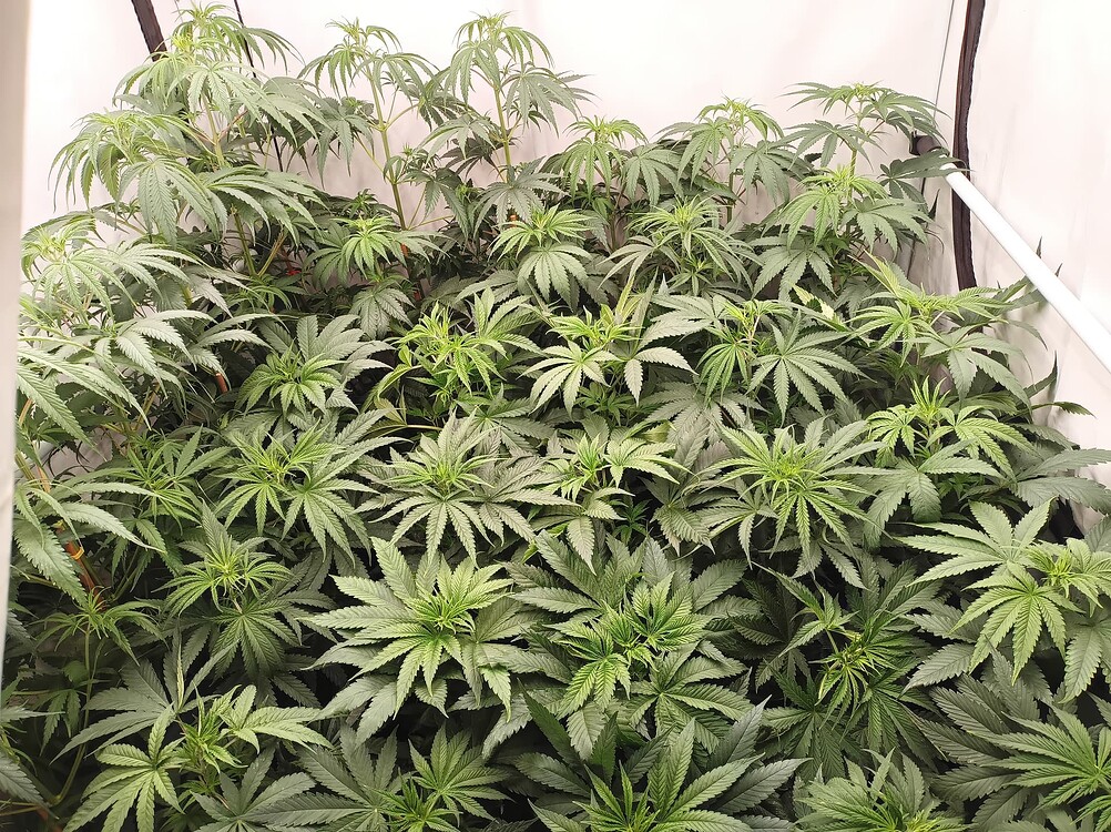 Growreport Bild 9