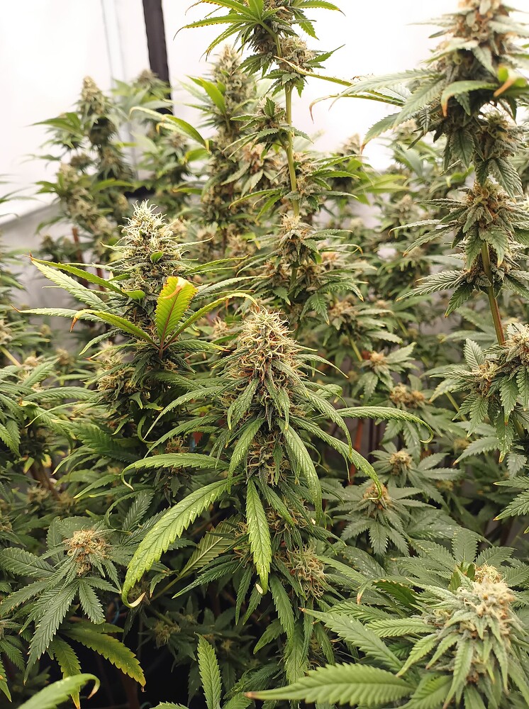 Growreport Bild 54