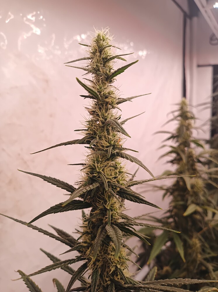 Growreport Bild 14