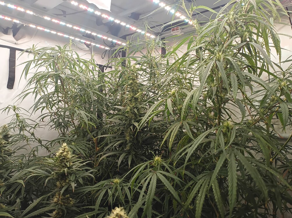 Growreport Bild 10