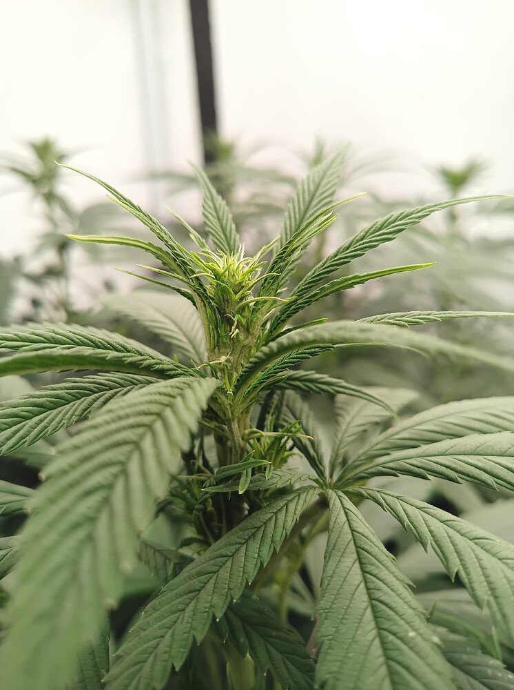 Growreport Bild 10