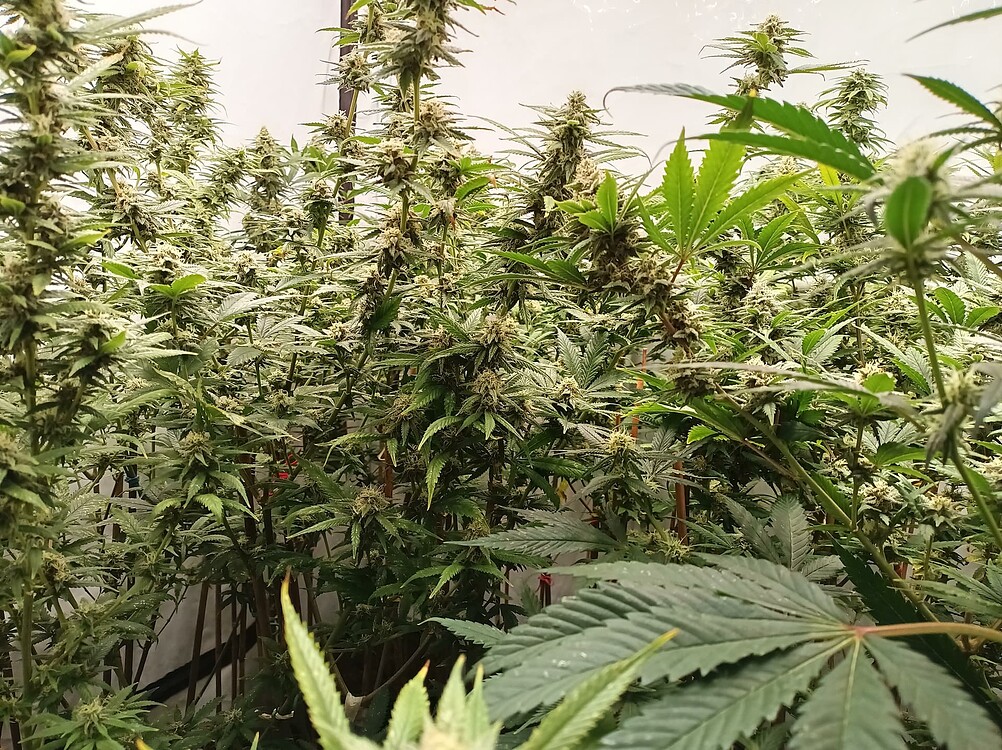 Growreport Bild 9