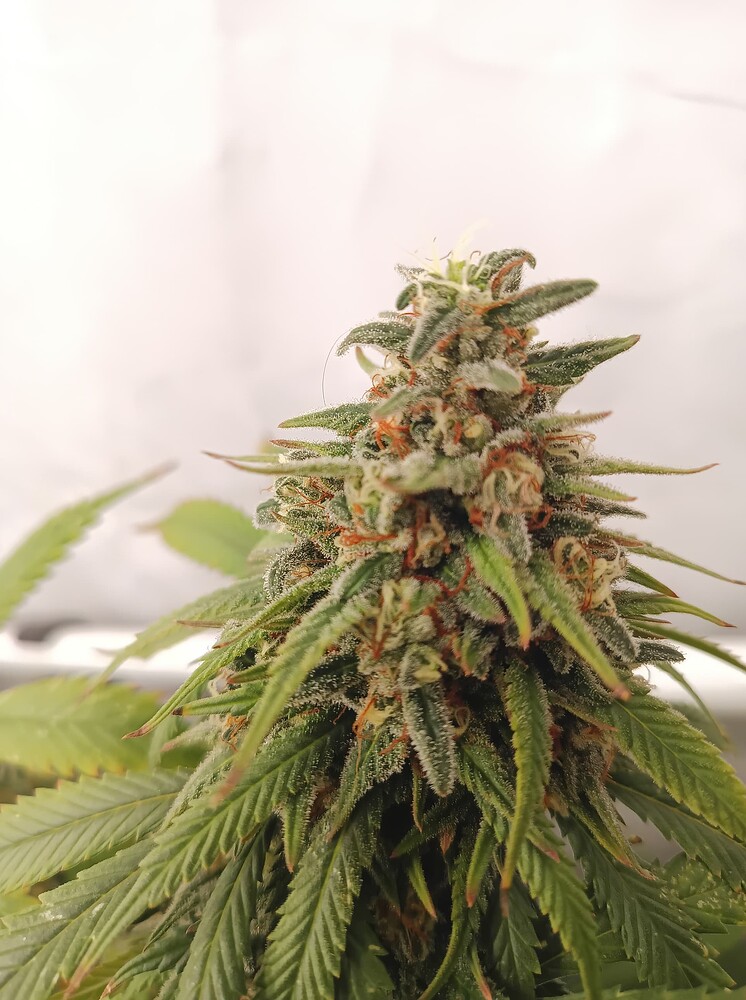Growreport Bild 19