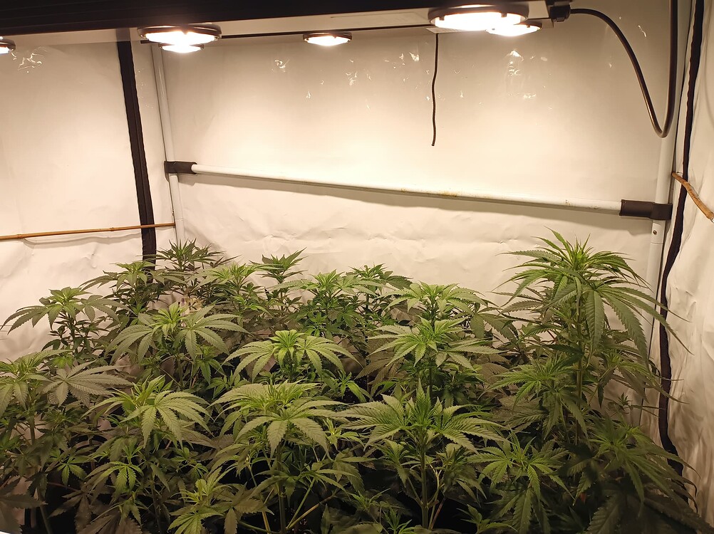 Growreport Bild 25