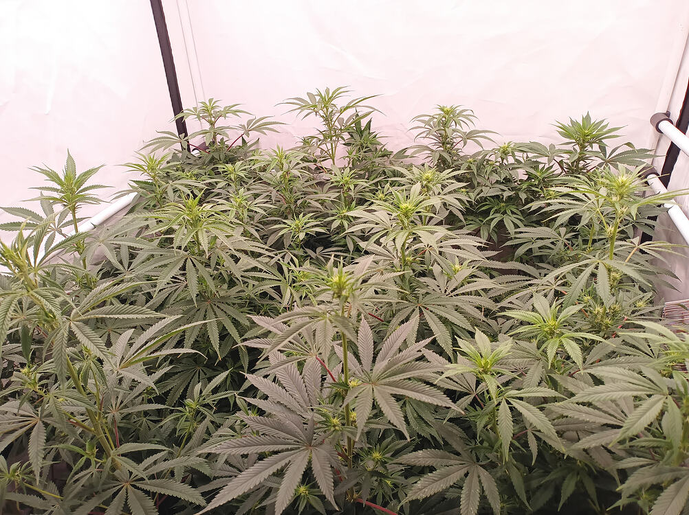Growreport Bild 10