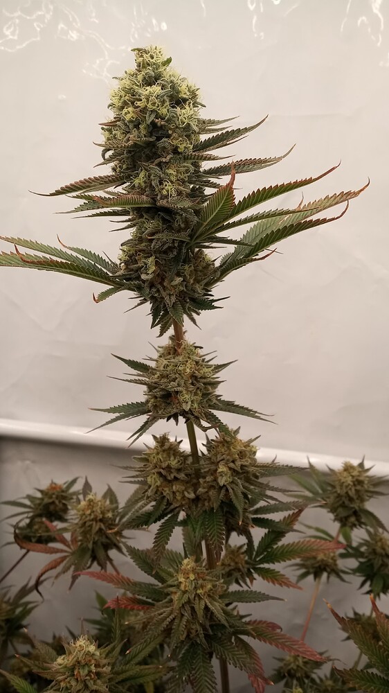 Growreport Bild 3