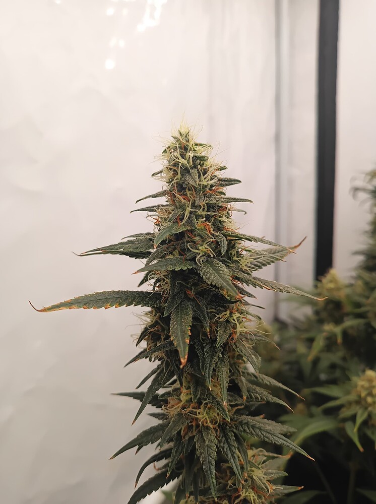 Growreport Bild 4