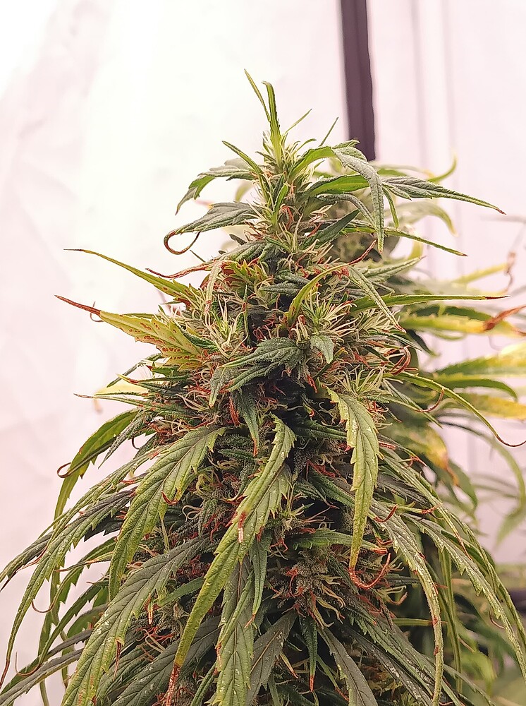 Growreport Bild 16