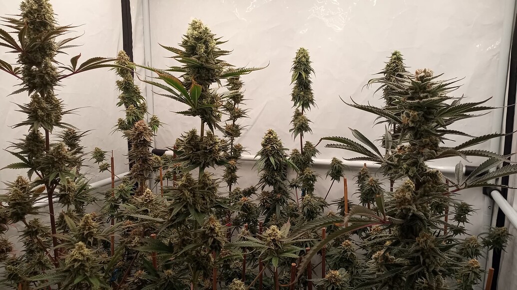 Growreport Bild 32