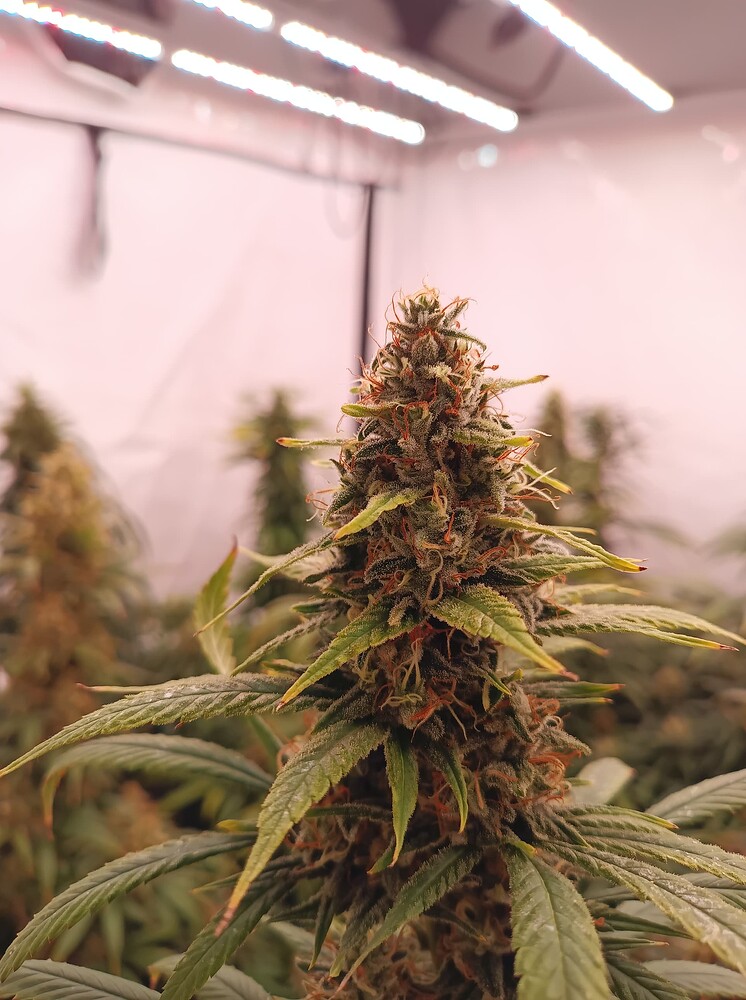 Growreport Bild 32