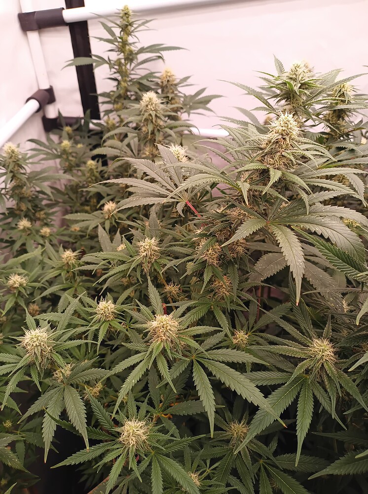 Growreport Bild 74