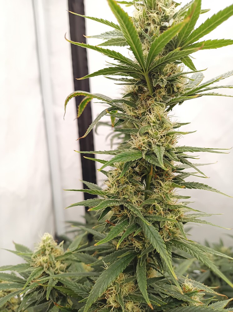 Growreport Bild 30