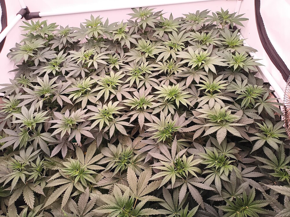 Growreport Bild 12