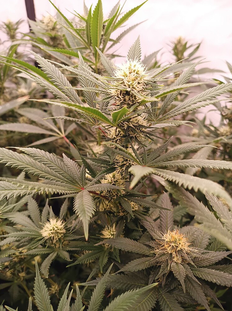 Growreport Bild 47
