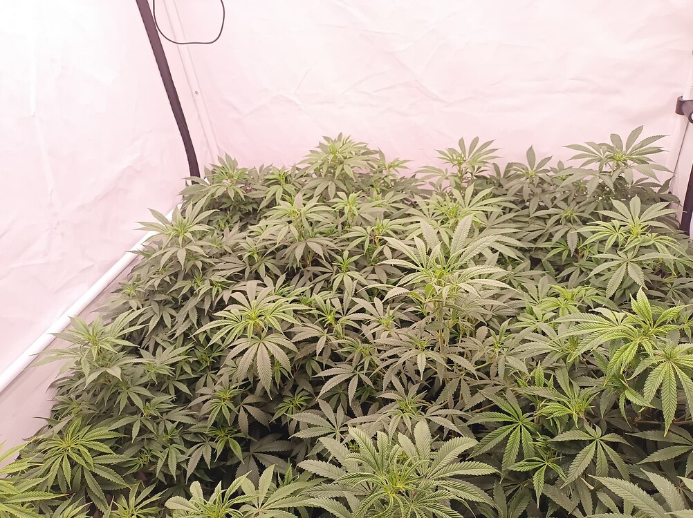 Growreport Bild 9