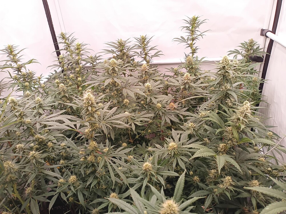 Growreport Bild 87