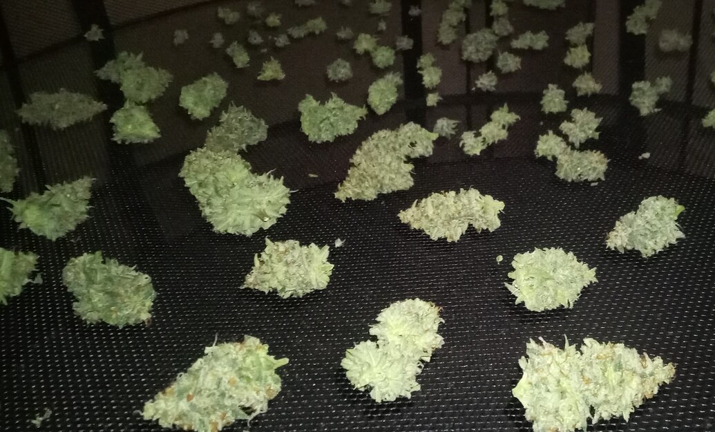 Growreport Bild 5