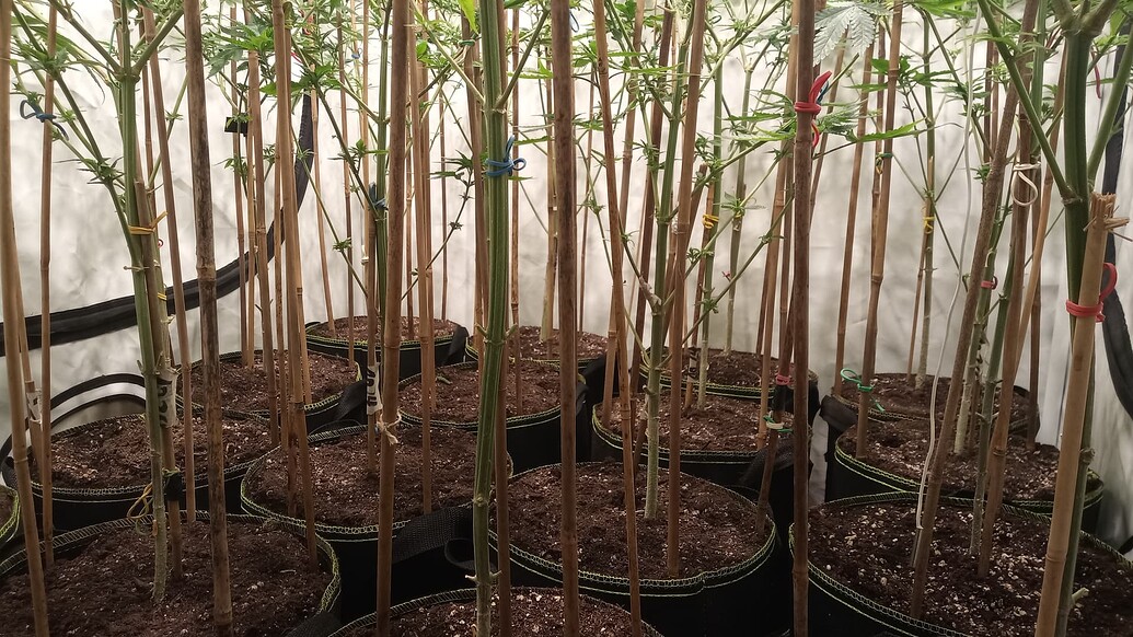 Growreport Bild 18
