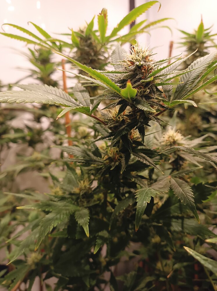 Growreport Bild 38