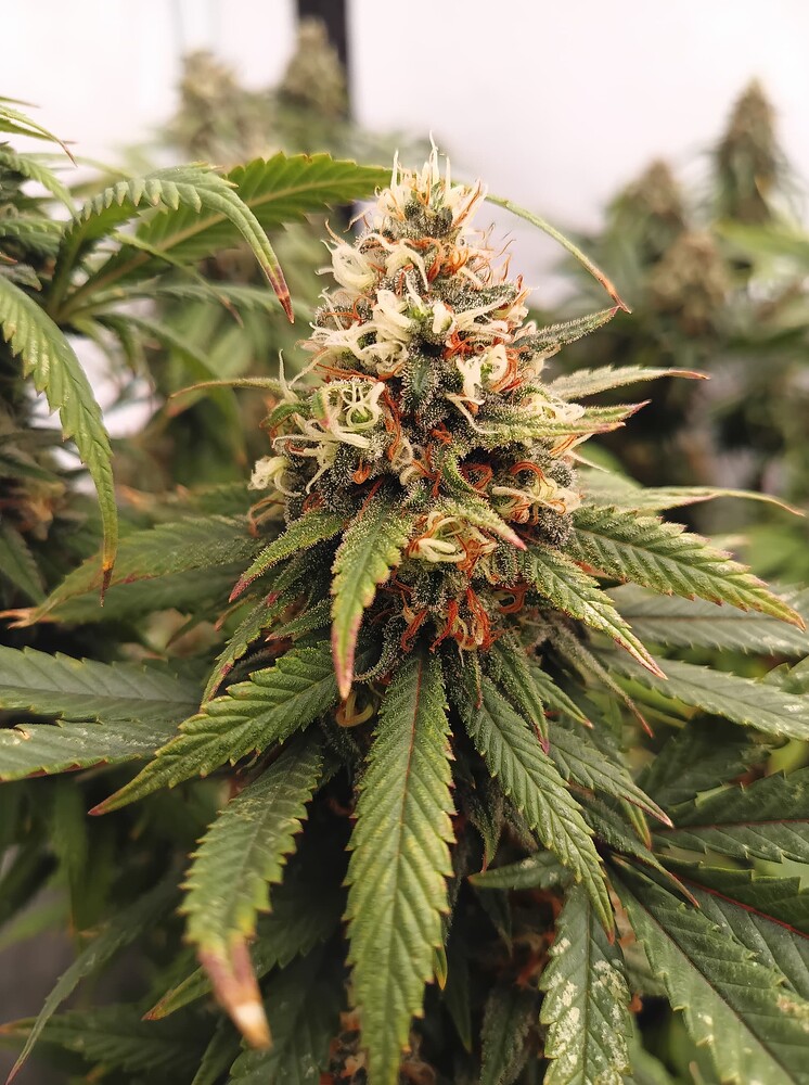 Growreport Bild 1