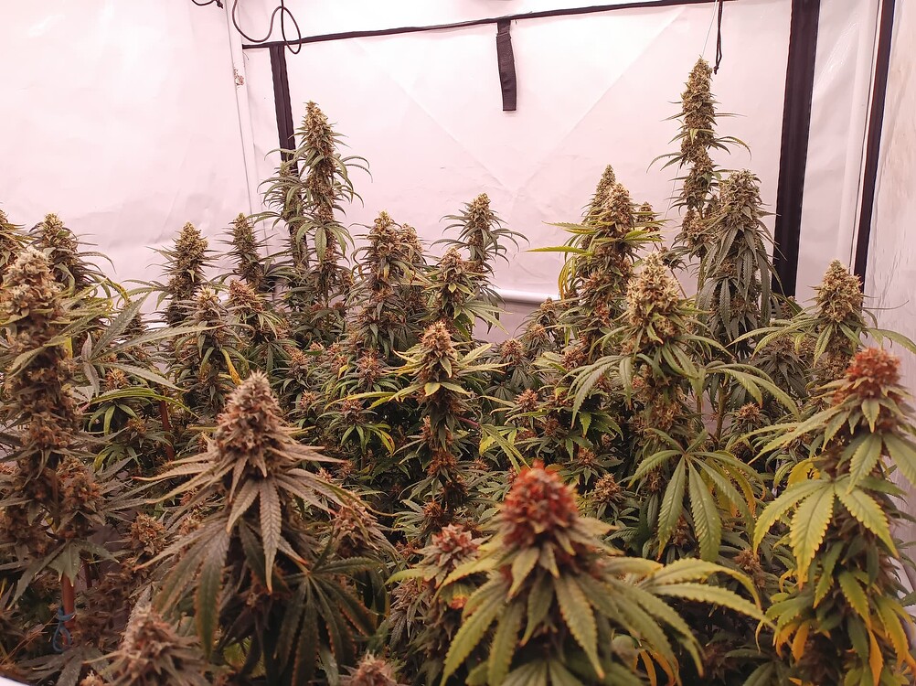 Growreport Bild 10