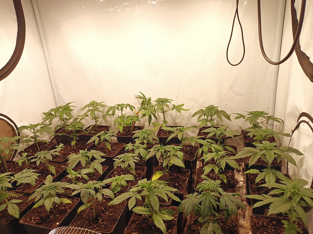 Growreport Bild 2