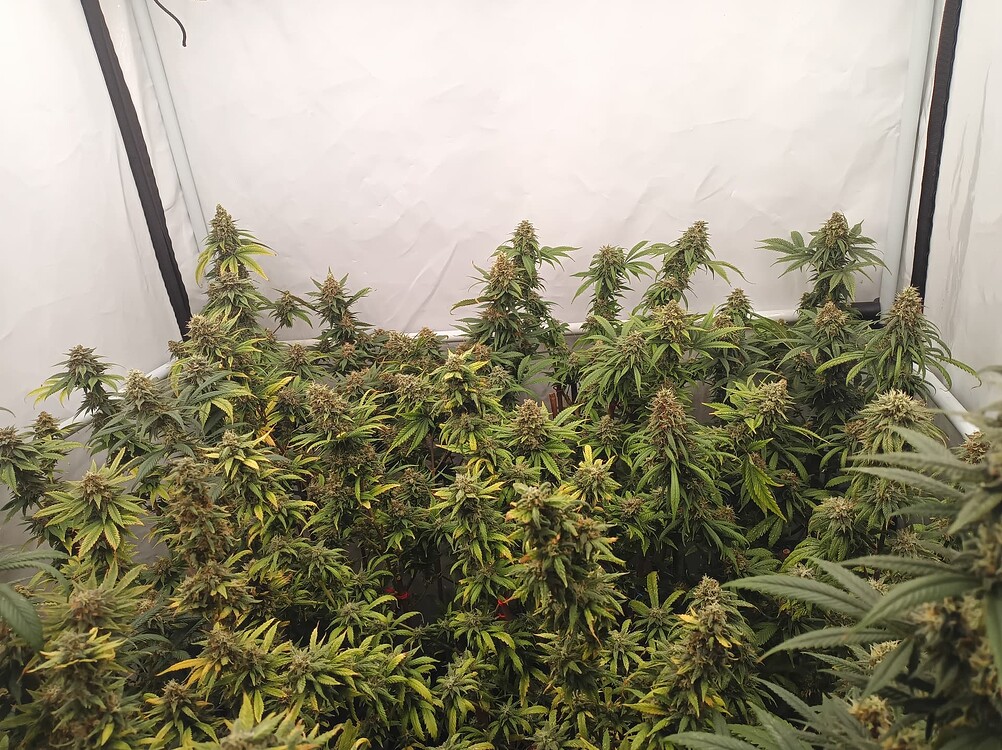 Growreport Bild 15
